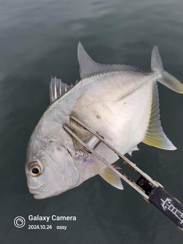 ロウニンアジの釣果