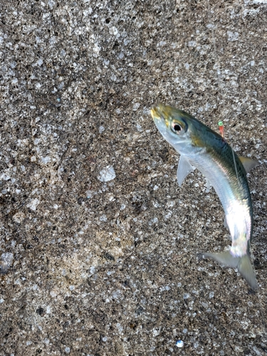 マイワシの釣果