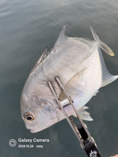 ロウニンアジの釣果