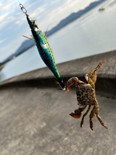 カニの釣果