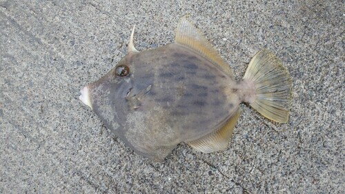 カワハギの釣果