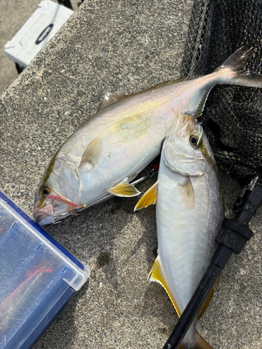 ショゴの釣果