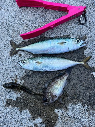 サバの釣果