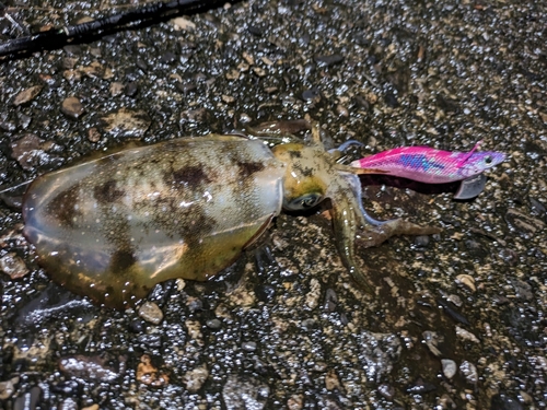 アオリイカの釣果