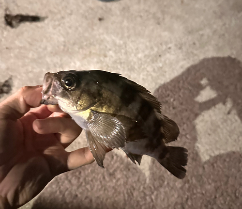 メバルの釣果