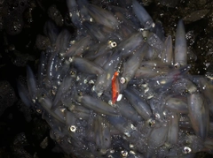 マメイカの釣果