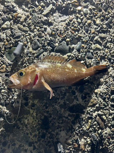 釣果