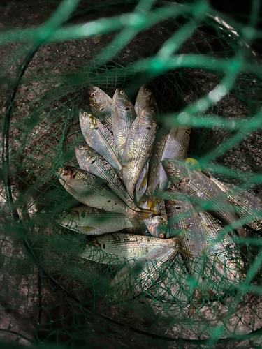 コノシロの釣果