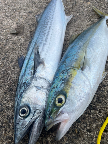 サゴシの釣果