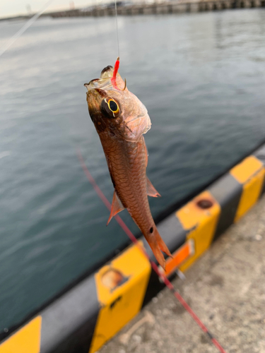 ネンブツダイの釣果