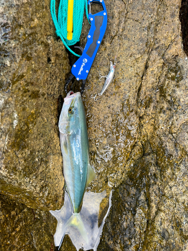 イナダの釣果