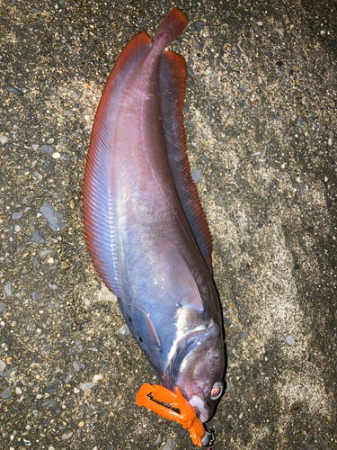 ドンコの釣果