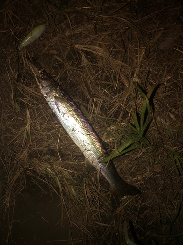 カマスの釣果