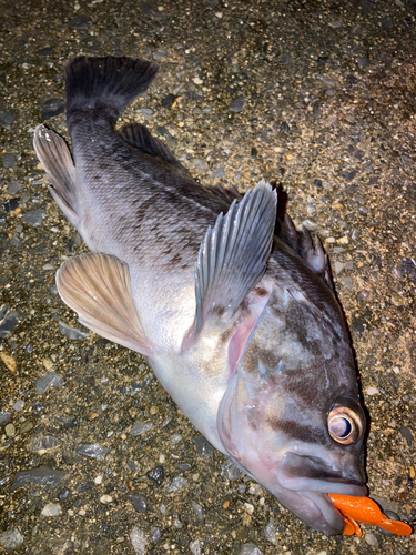 ソイの釣果