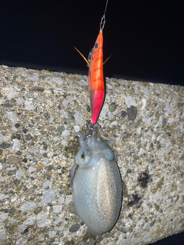 シリヤケイカの釣果