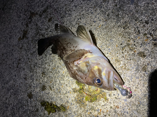 ソイの釣果