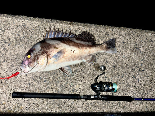 コショウダイの釣果