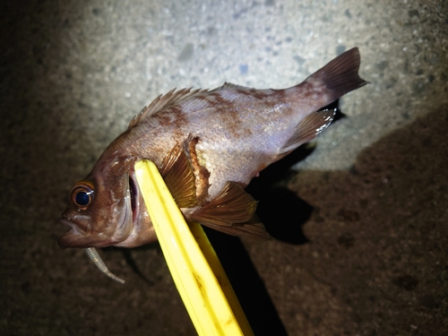 メバルの釣果