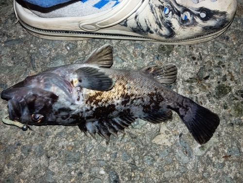 ソイの釣果