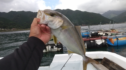 シオの釣果