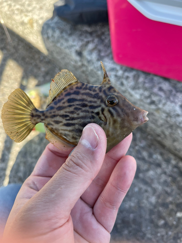 カワハギの釣果