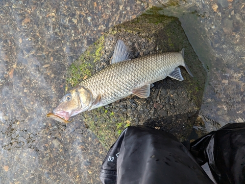 ニゴイの釣果