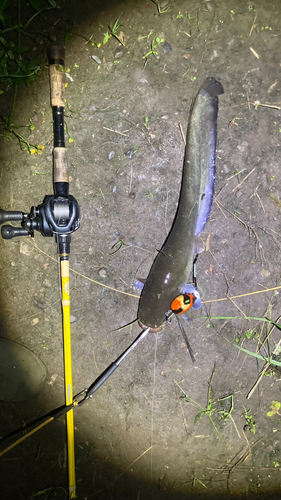 マナマズの釣果