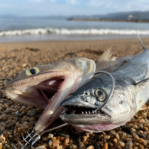 サゴシの釣果