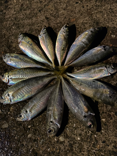 アジの釣果