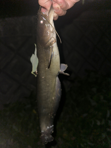 マナマズの釣果