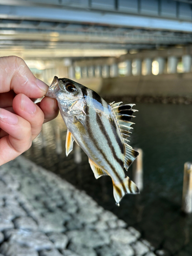 釣果