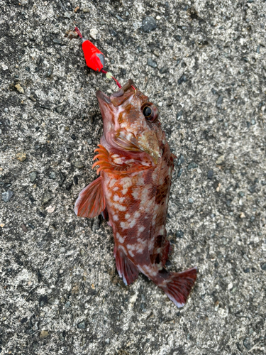 カサゴの釣果