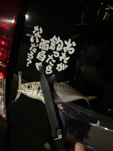 マアジの釣果