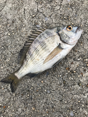 クロダイの釣果