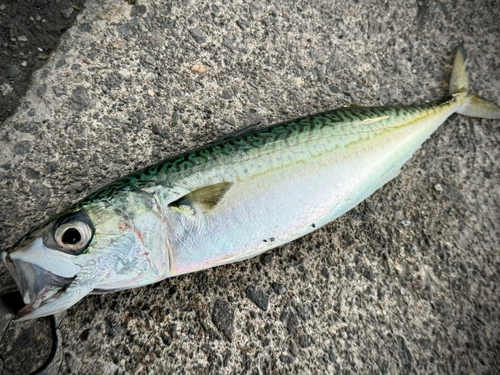 サバの釣果