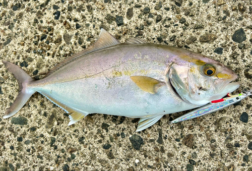 ショゴの釣果