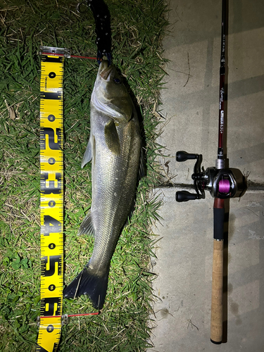 シーバスの釣果