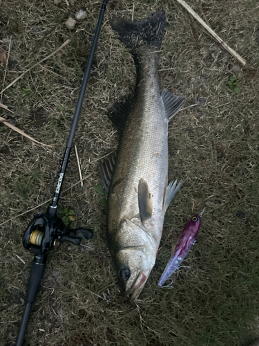 スズキの釣果