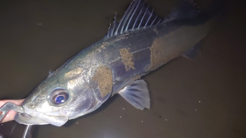 セイゴ（マルスズキ）の釣果