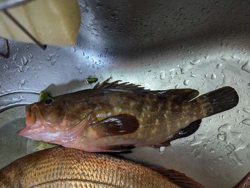 アコウの釣果