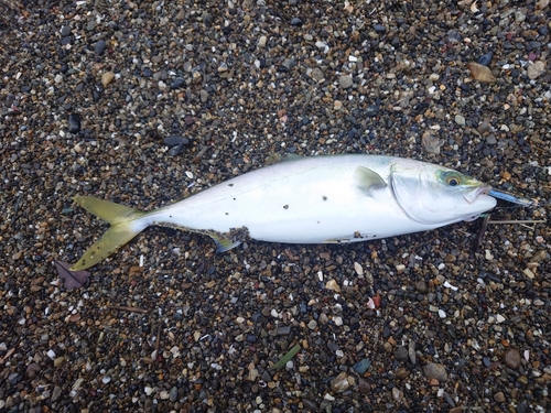 イナダの釣果