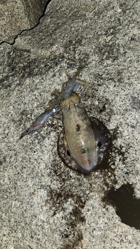 アオリイカの釣果