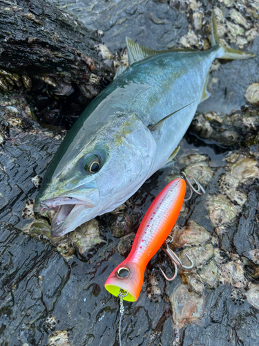 ヤズの釣果