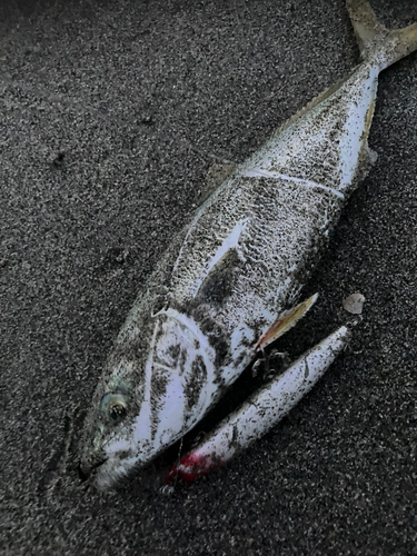 ワカナゴの釣果