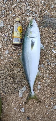 メジロの釣果