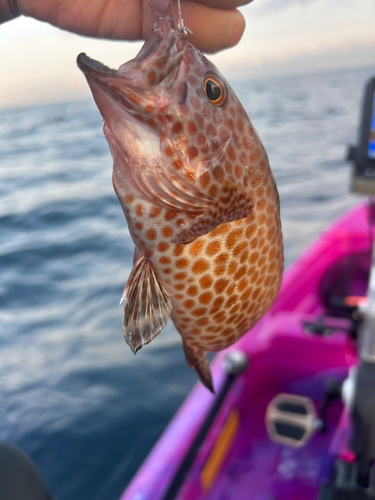 オオモンハタの釣果