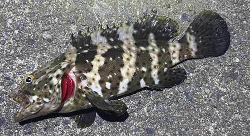 チャイロマルハタの釣果