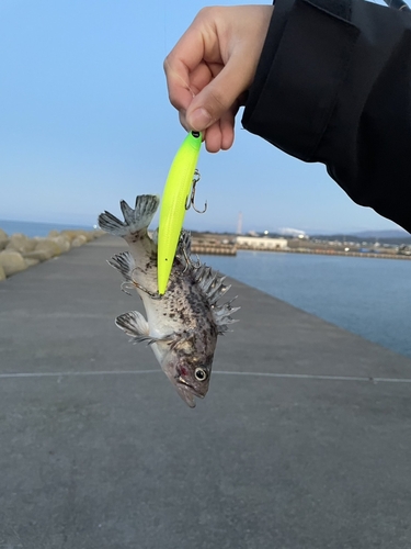 クロソイの釣果