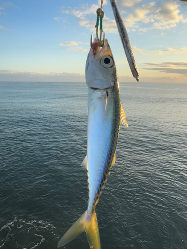 サバの釣果