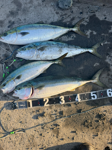 三陸海岸（青森）